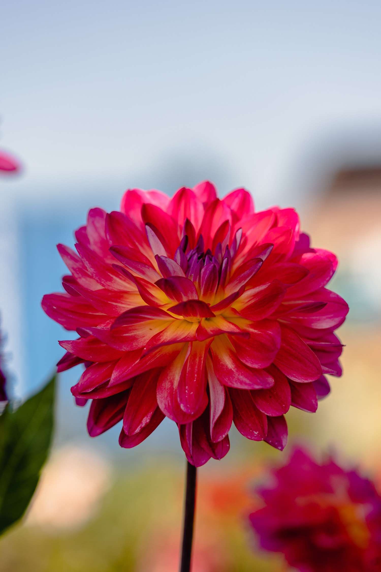 Dahlie 'Double Shine' - Dahlia